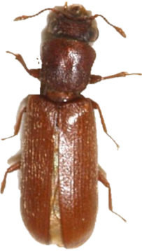 Splintholzkäfer
